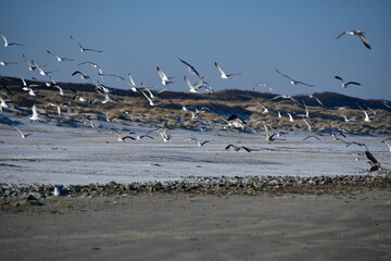 Möwen Nordsee
