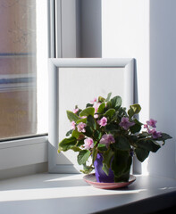 Indoor floriculture, flower growing, hobby, potted plant on the windowsill, poster layout on the window background. Sunny scene.