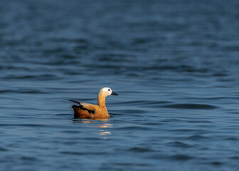 Ruddy Shelduck swimming in river