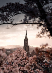 Berner Münster during cherry blossom with dramatic clouds over the oldtown of Bern in spring