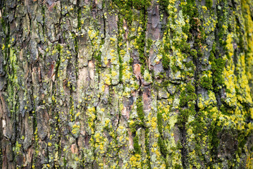 moss on tree bark texture in spring