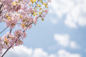 Cherry Blossoms on a sunny day at the park in Spring