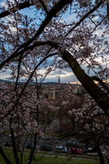 blooming cherry tree in front of the scenic oldtown of Bern, Switzerland