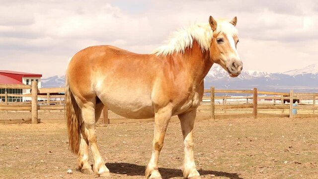 Lonely horse, chestnut.
A horse standing looking at me in the field.
Male horse in a fenced field on a sunny day.
Farm animals, horses paddock
Love animal.
Beautiful pets.
cute pet
