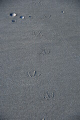 Vogelspuren im sand