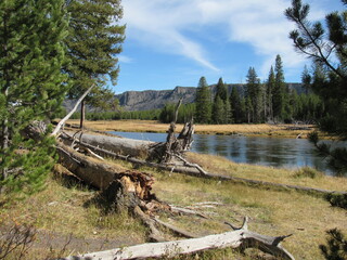 Fototapeta na wymiar River Bank Yellowstone National Prk