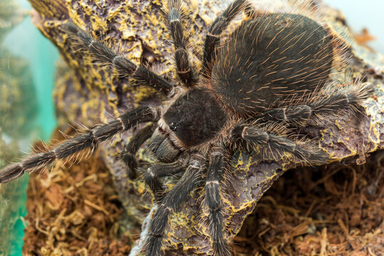Closeup big spider tarantula (Lasiodora parahybana) often kept as a pet.