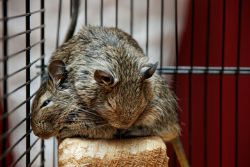 degus in a cage
