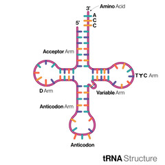 illustration of chemical structure of tRNA, clover leaf model , transfer RNA.