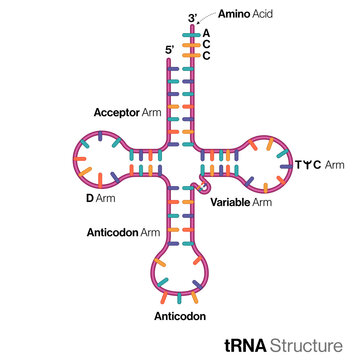 Trna Images – Browse 453 Stock Photos, Vectors, and Video ...