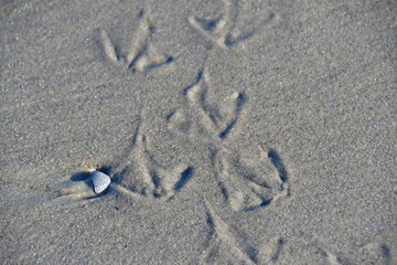 Vogelspuren im Sand