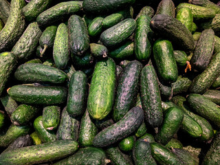 lot of cucumber in the market closeup photo
