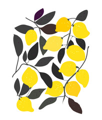 Lemons background for poster or banner. Vector graphic illustration - 427947707