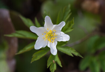 Closeup of white wood anemone (Anemonoides nemorosa) flower surrounded by green leaves
