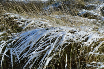 Strandhafer mit Schnee