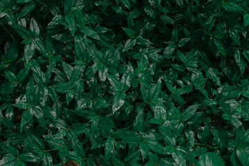 Fondo verde tropical