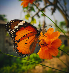butterfly on flower