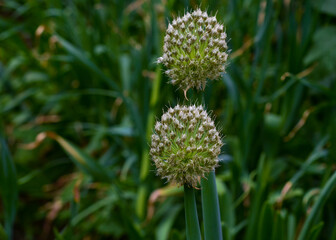 Inflorescences of  batoon onion on  background of green leaves. Garden crops. Growing healthy food.