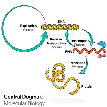 Illustration Of Central Dogma Of Molecular Biology.