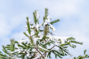 Top of fir tree covered by snow. Vancouver. Canada.