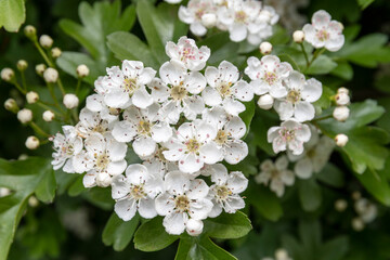 Spring white flowers.