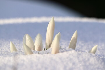Crocus Ard Schenk - Crocus chrysanthus. White spring flower peeking out of the snow.