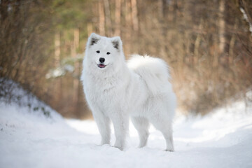 white samoyed dog in snow - Powered by Adobe