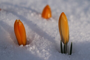 Crocus Orange Monarch - Crocus Chrysanthus. Orange spring flower in the snow.