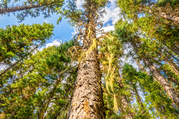 Fototapeta premium Beautiful golden summer fir forest with brown bark.