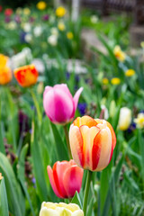Bright, Multicolor Tulips in a Spring Flower Bed