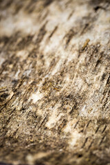 Vertical closeup view of an elegant smooth tree bark background, photographed with soft light, and shallow depth of field