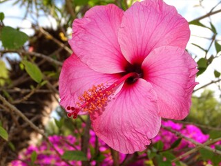 pink hibiscus flower