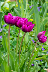 Naklejka premium Purple Spring Tulips