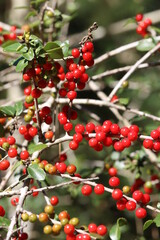 Wildlife, Nature and Flowers in the Outdoors