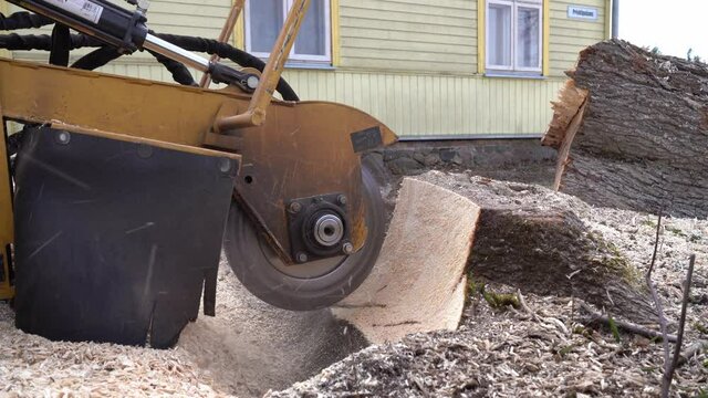 Closeup view of a tree stump grinding with a yellow stump grinder. When milling, stump chips fly through the air and the cutting disc grinds the stump