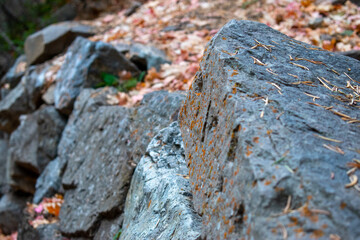 Fototapeta na wymiar lichen on stone