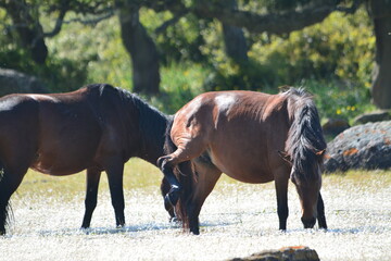 Fototapeta premium Il cavallino della Giara (acheta, akkètta, cuaddeddu in lingua sarda) è una razza endemica della Sardegna, confinata nell'altopiano della Giara di Gesturi