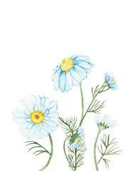 Watercolor hand painted nature floral composition with white petal yellow center chamomile flowers on green stem bouquet on the white background for design elements and cards with space for text
