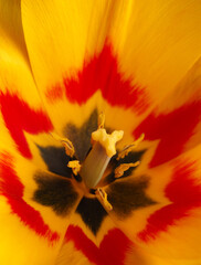 Close up of a beautiful tulip