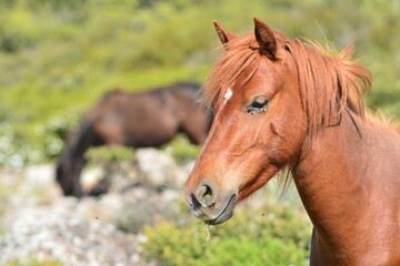 Naklejka na ściany i meble Il cavallino della Giara (acheta, akkètta, cuaddeddu in lingua sarda) è una razza endemica della Sardegna, confinata nell'altopiano della Giara di Gesturi