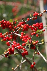 Wildlife, Nature and Flowers in the Outdoors