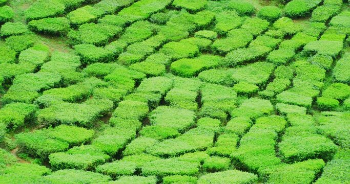 Panning Shot of Tea Plantations at The Cameron Highlands in Northern Malaysia