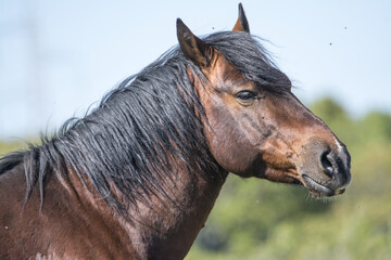 Il cavallino della Giara (acheta, akkètta, cuaddeddu in lingua sarda) è una razza endemica della Sardegna, confinata nell'altopiano della Giara di Gesturi