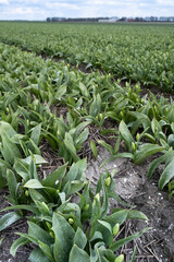 Obraz premium Rows of green tulips top in a tulip field at the beginning of spring in the Noordoostpolder in the Netherlands with blue cloudy sky. Fresh young tulips