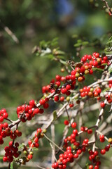 Wildlife, Nature and Flowers in the Outdoors