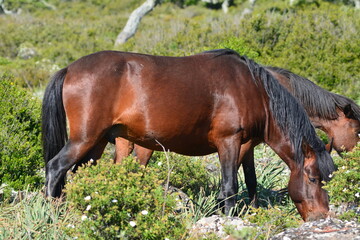 Fototapeta premium Il cavallino della Giara (acheta, akkètta, cuaddeddu in lingua sarda) è una razza endemica della Sardegna, confinata nell'altopiano della Giara di Gesturi