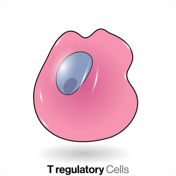 Illustration Of T Regulatory Cell Lymphocyte. 