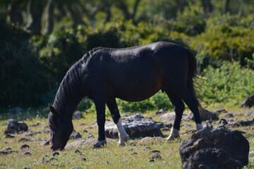 Obraz na płótnie Canvas Il cavallino della Giara (acheta, akkètta, cuaddeddu in lingua sarda) è una razza endemica della Sardegna, confinata nell'altopiano della Giara di Gesturi