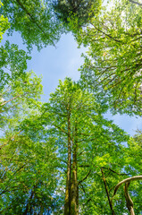 Fragment of Inter River Park, North Vancouver, Canada.