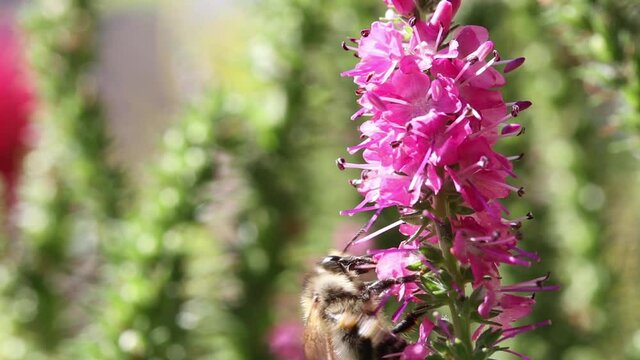 A bumble-bee collecting pollen in a violet flower. A humble-bee working on a garden flower.